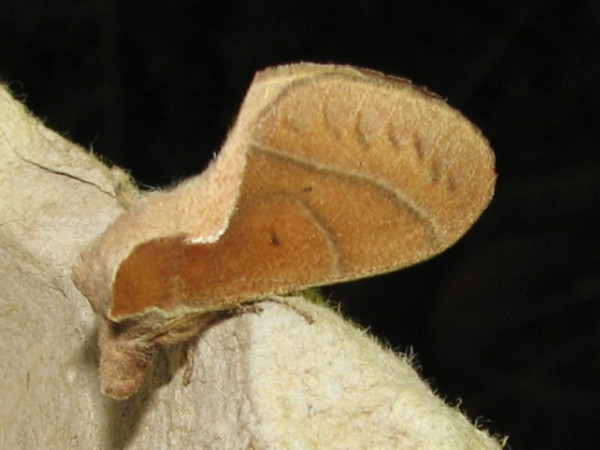 /filer/webapps/moths/media/images/B/bakeri_Streblote_A_Goff_02_bNFByx4.jpg