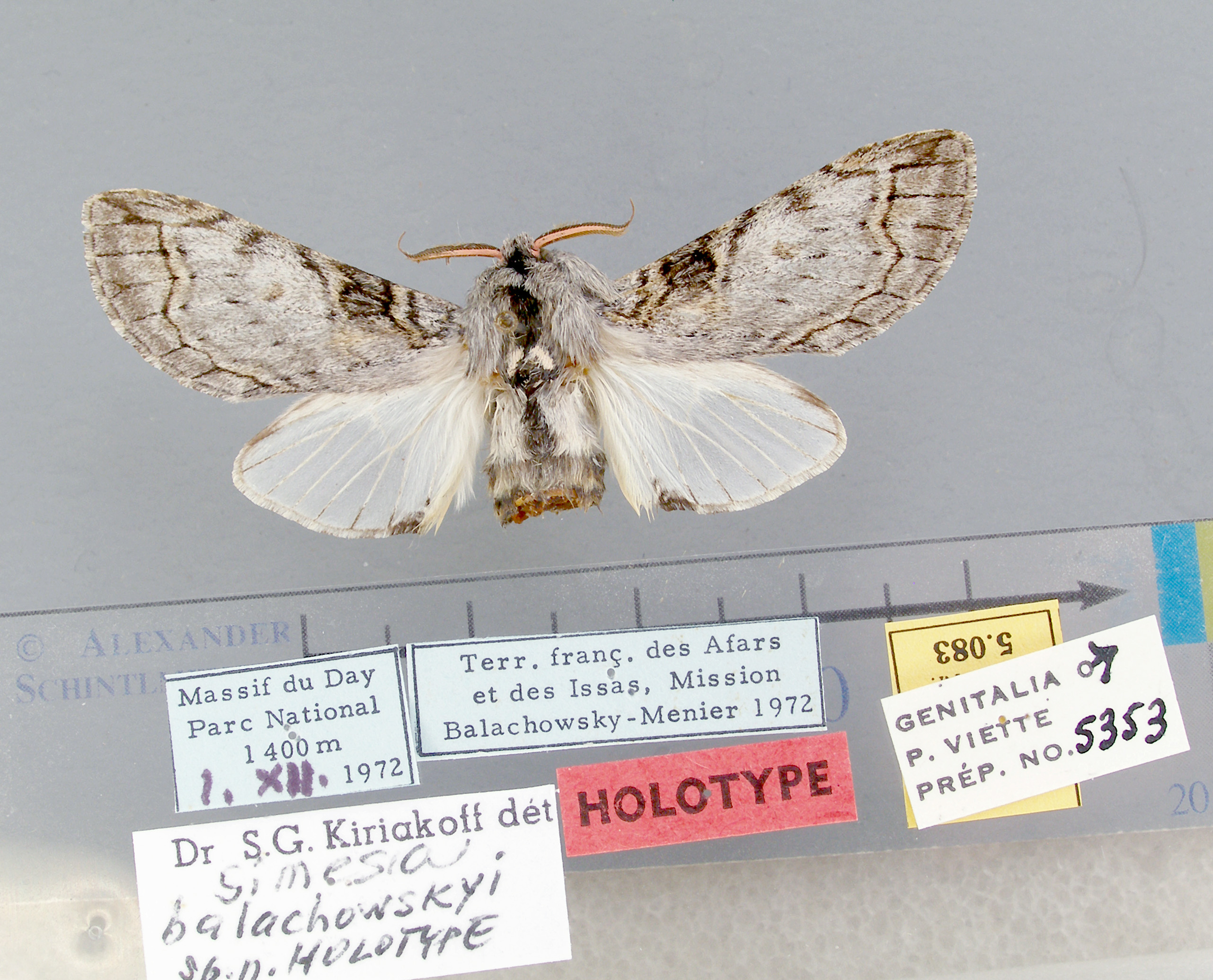 /filer/webapps/moths/media/images/B/balachowskyi-Afroplitis-5083-HT-Djibouti.jpg