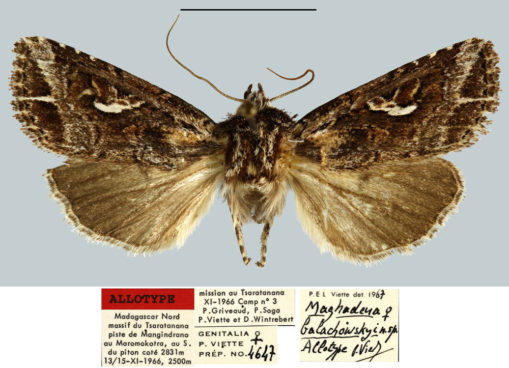 /filer/webapps/moths/media/images/B/balachowskyi_Maghadena_AT_MNHNa.jpg