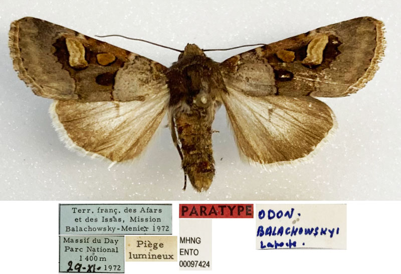 /filer/webapps/moths/media/images/B/balachowskyi_Odontestra_PTM_MHNG_01.jpg