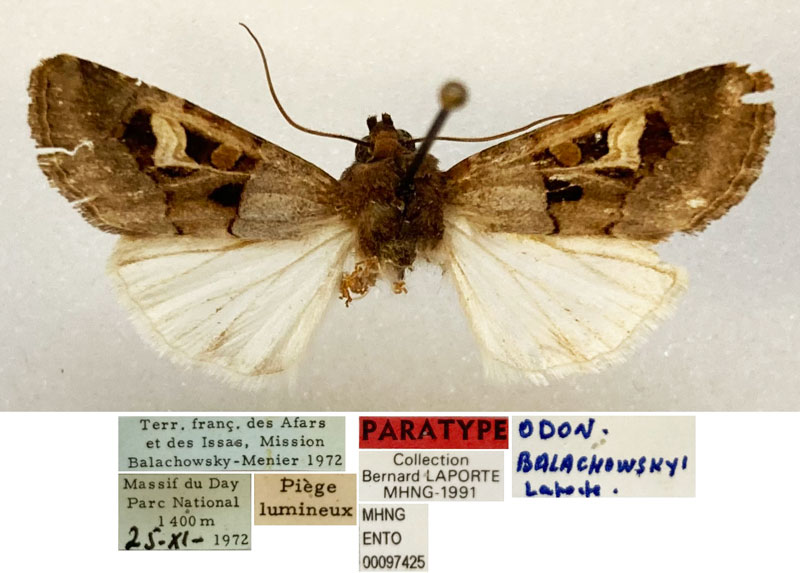 /filer/webapps/moths/media/images/B/balachowskyi_Odontestra_PTM_MHNG_02.jpg