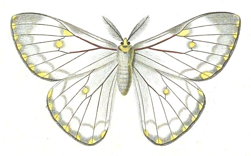/filer/webapps/moths/media/images/B/balamoal_Bombyx_HT_Guerin_12-3.jpg