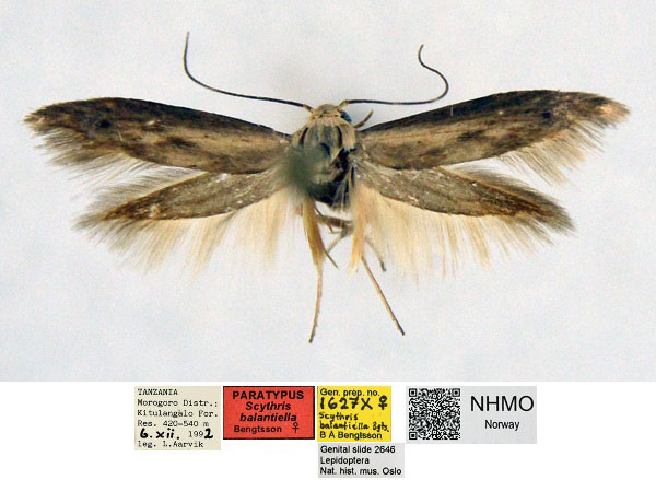 /filer/webapps/moths/media/images/B/balantiella_Scythris_PT_NHMO_01_kvY7ouL.jpg
