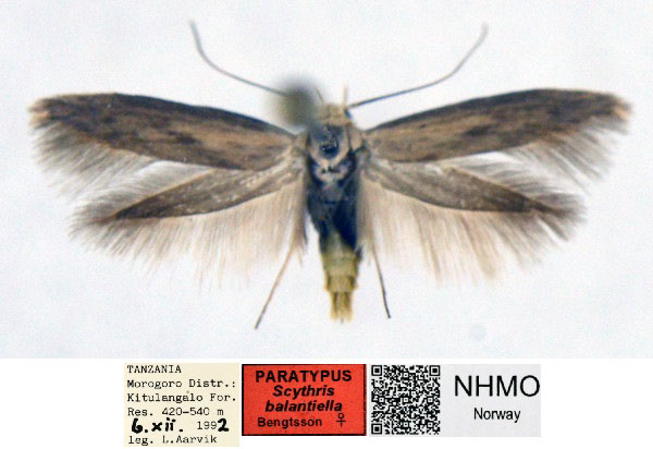 /filer/webapps/moths/media/images/B/balantiella_Scythris_PT_NHMO_02_AozcaQj.jpg