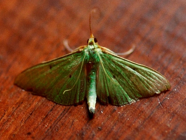 /filer/webapps/moths/media/images/B/baldersalis_Parotis_A_Roland.jpg