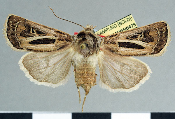 /filer/webapps/moths/media/images/B/baleense_Agrotis_AF_MNHN.jpg