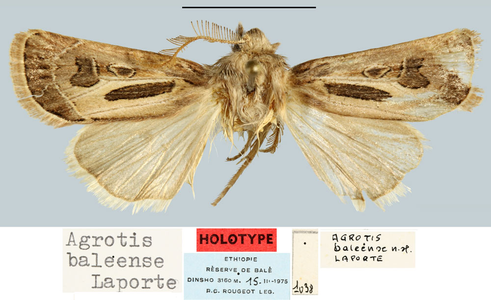 /filer/webapps/moths/media/images/B/baleense_Agrotis_HT_MNHN.jpg