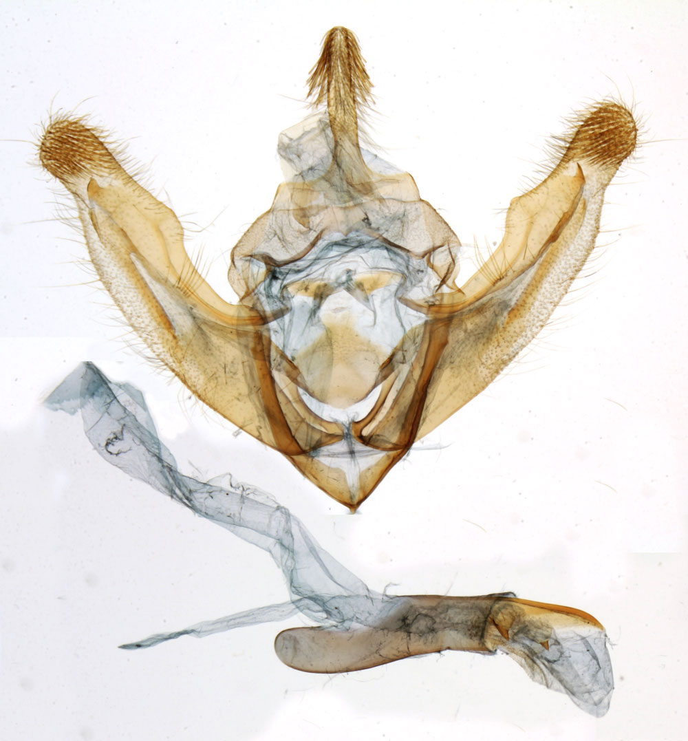 /filer/webapps/moths/media/images/B/baleensis_Eucladodes_GMHT_MNHN_8237.jpg