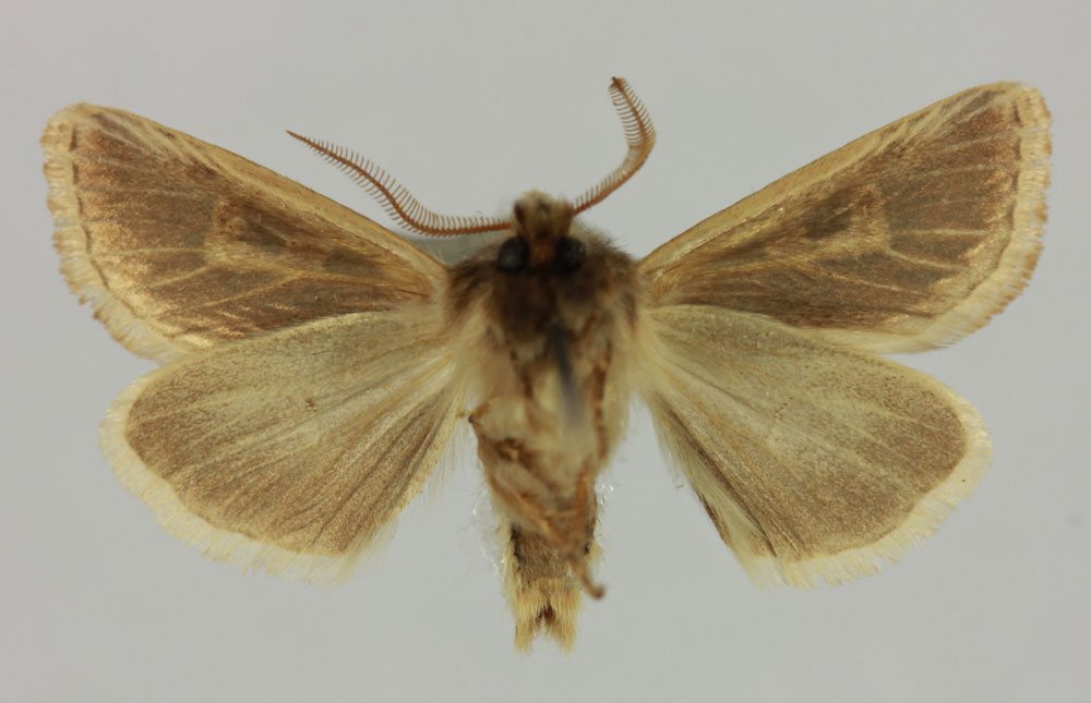 /filer/webapps/moths/media/images/B/baleensis_Eucladodes_HT_MNHNb.jpg