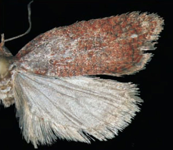 /filer/webapps/moths/media/images/B/baleina_Acleris_HT_Trematerra.jpg