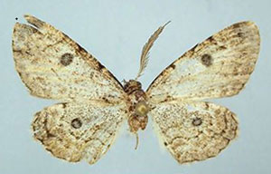 /filer/webapps/moths/media/images/B/balensis_Orbamia_HT_ZSM.jpg