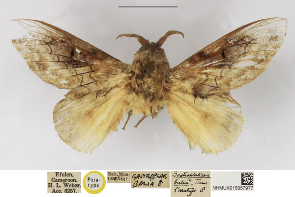 /filer/webapps/moths/media/images/B/balia_Gastroplakaeis_PTM_NHMUK.jpg