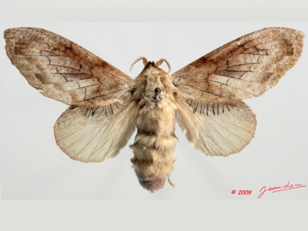 /filer/webapps/moths/media/images/B/balia_Weirdonia_AF_Albert.jpg