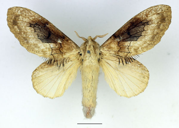 /filer/webapps/moths/media/images/B/balia_Weirdonia_AF_Basquin_01.jpg