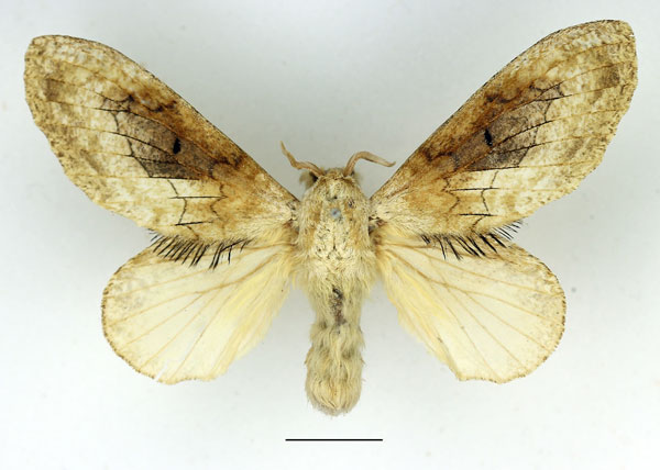/filer/webapps/moths/media/images/B/balia_Weirdonia_AF_Basquin_02.jpg