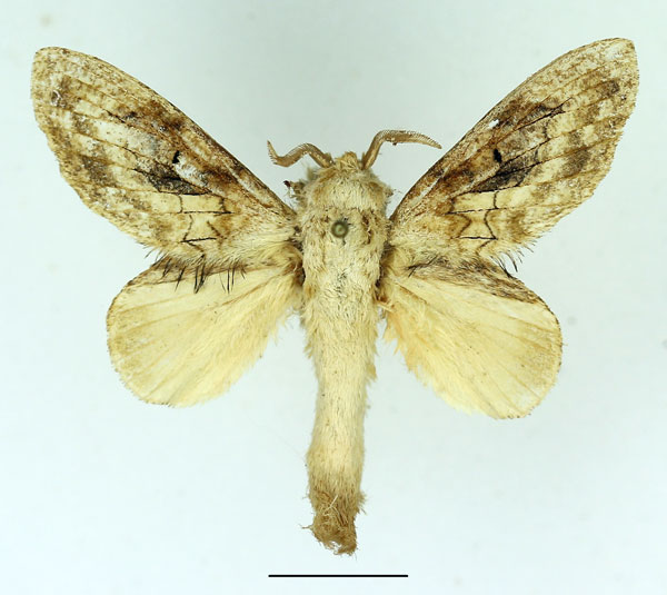 /filer/webapps/moths/media/images/B/balia_Weirdonia_AM_Basquin_02.jpg