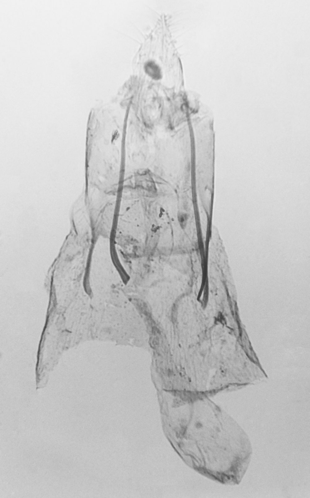 /filer/webapps/moths/media/images/B/baliolus_Pterophorus_GFHT_MNHN_1200.jpg
