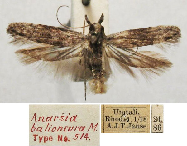 /filer/webapps/moths/media/images/B/balioneura_Anarsia_HT_TMSA.jpg