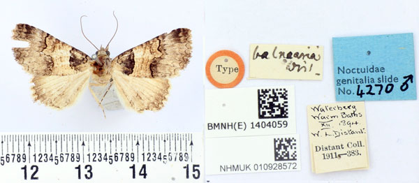 /filer/webapps/moths/media/images/B/balnearia_Polydesma_HT_BMNH.jpg