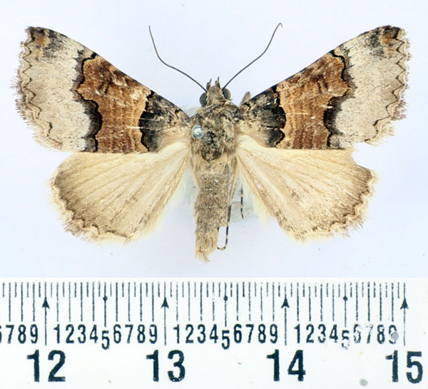 /filer/webapps/moths/media/images/B/balnearia_Tytroca_AF_BMNH.jpg