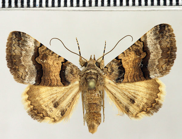 /filer/webapps/moths/media/images/B/balnearia_Tytroca_AF_Fiebig.jpg