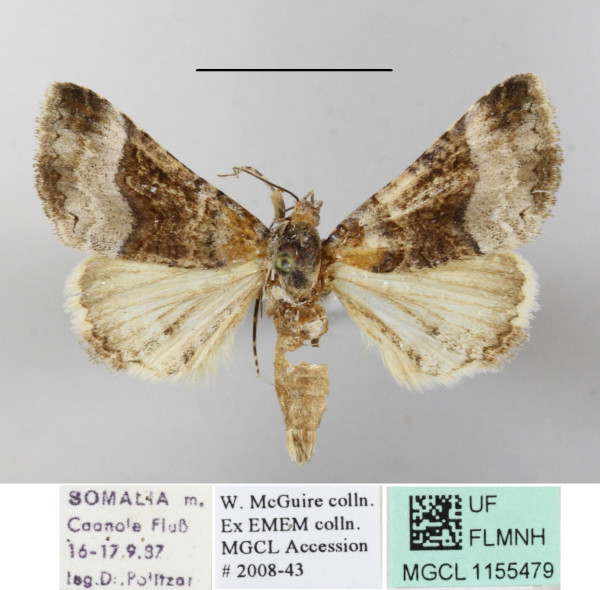 /filer/webapps/moths/media/images/B/balnearia_Tytroca_A_MGCLa_01.JPG
