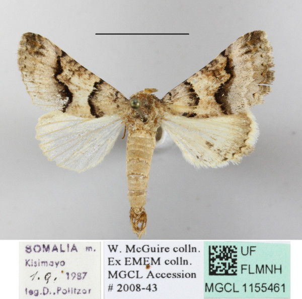 /filer/webapps/moths/media/images/B/balnearia_Tytroca_A_MGCLa_02.JPG