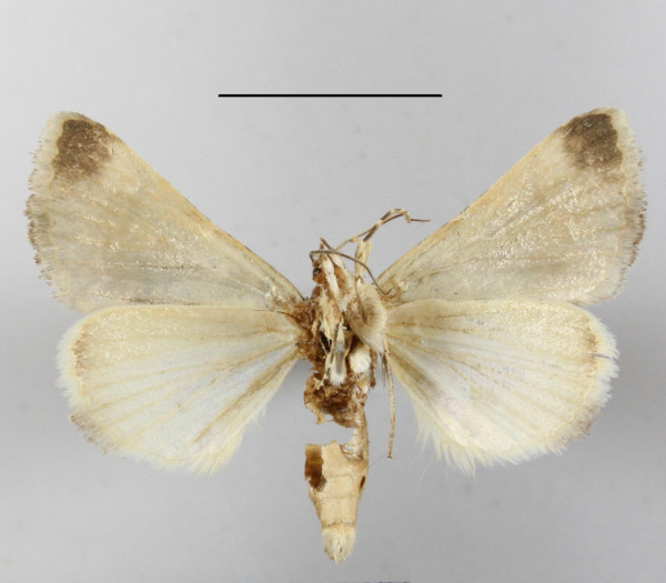 /filer/webapps/moths/media/images/B/balnearia_Tytroca_A_MGCLb_01.JPG
