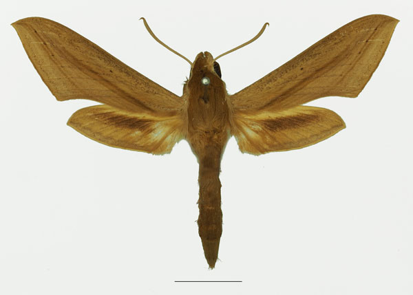 /filer/webapps/moths/media/images/B/balsaminae_Hippotion_AF_Basquin_01a.jpg