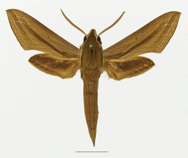 /filer/webapps/moths/media/images/B/balsaminae_Hippotion_AM_Basquin_02a.jpg