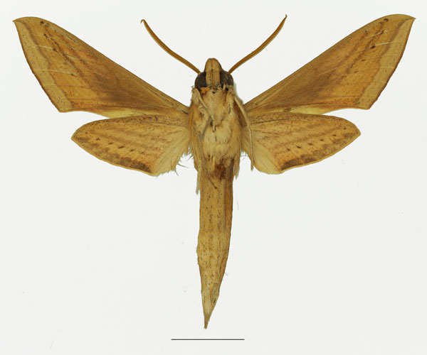 /filer/webapps/moths/media/images/B/balsaminae_Hippotion_AM_Basquin_02b.jpg