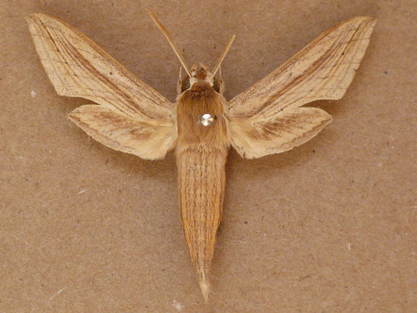 /filer/webapps/moths/media/images/B/balsaminae_Hippotion_A_Butler.jpg