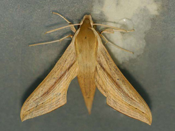 /filer/webapps/moths/media/images/B/balsaminae_Hippotion_A_Goff_01.jpg