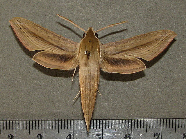 /filer/webapps/moths/media/images/B/balsaminae_Hippotion_A_Goff_02.jpg