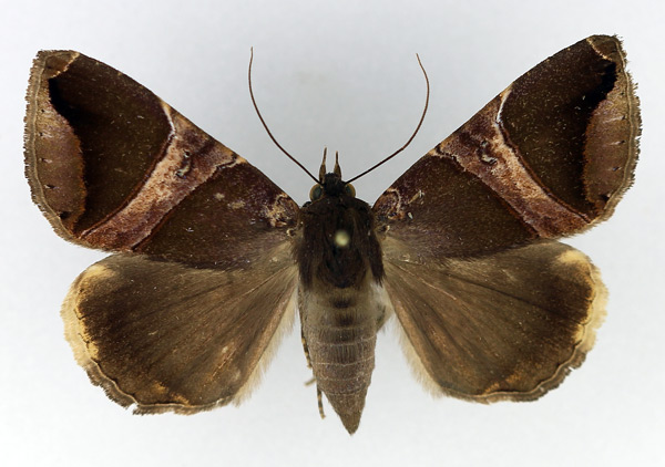 /filer/webapps/moths/media/images/B/balteata_Achaea_AM_Legrain.jpg