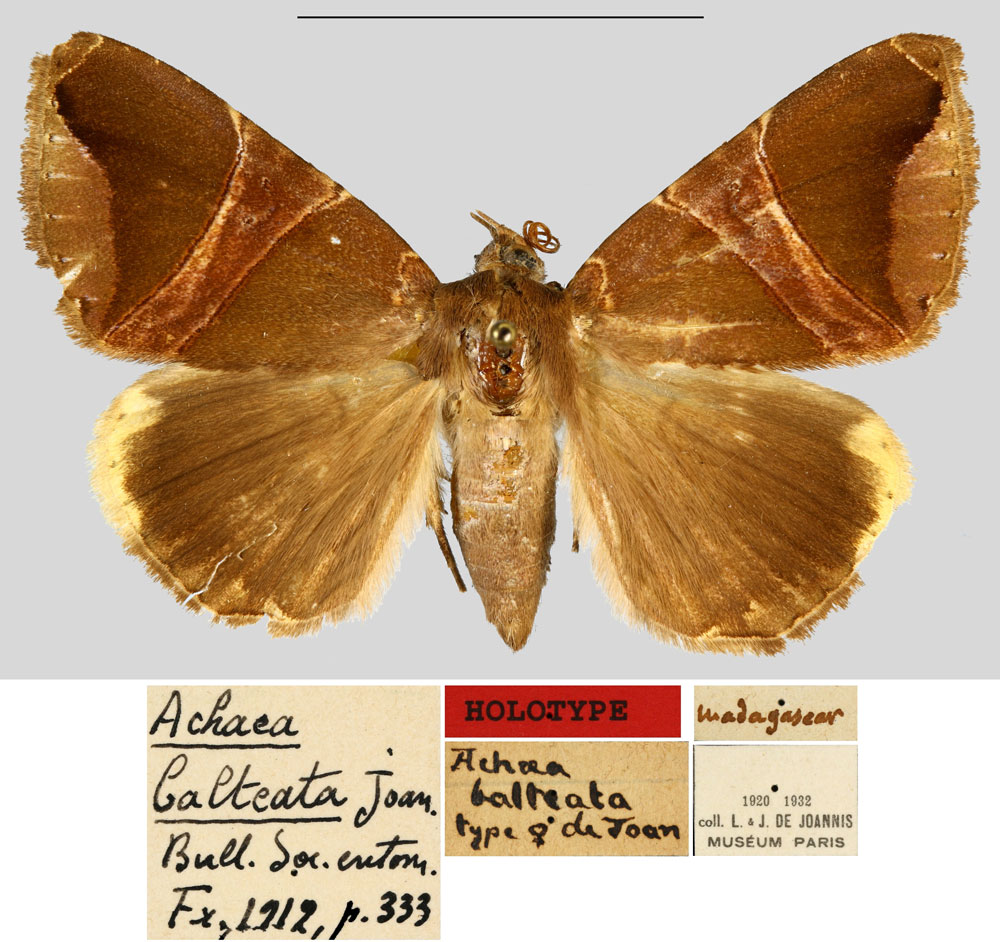 /filer/webapps/moths/media/images/B/balteata_Achaea_HT_MNHN.jpg