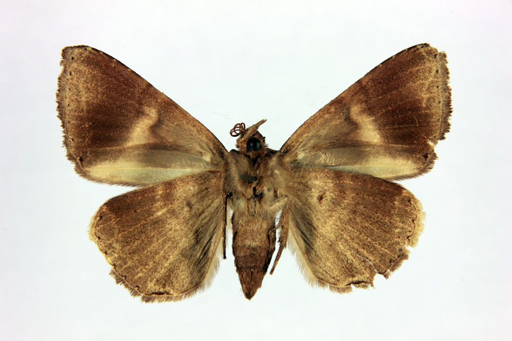 /filer/webapps/moths/media/images/B/balteata_Achaea_HT_MNHNb.jpg