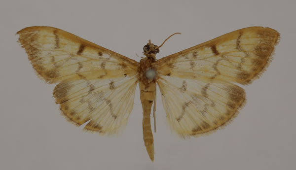 /filer/webapps/moths/media/images/B/balteata_Pleuroptya_A_BMNH.jpg
