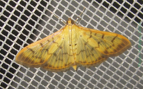 /filer/webapps/moths/media/images/B/balteata_Pleuroptya_A_Bippus.jpg