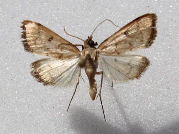 /filer/webapps/moths/media/images/B/balteata_Pleuroptya_A_Goff.jpg