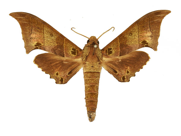 /filer/webapps/moths/media/images/B/baltus_Polyptychus_AM_Basquin_01.jpg