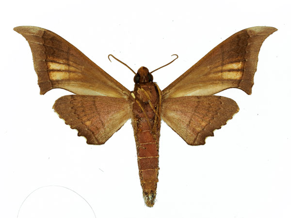 /filer/webapps/moths/media/images/B/baltus_Polyptychus_AM_Basquin_02.jpg