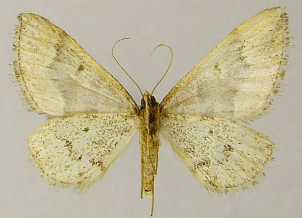 /filer/webapps/moths/media/images/B/bambusarum_Mimoclystia_HT_ZSMb.jpg