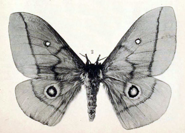 /filer/webapps/moths/media/images/B/bamenda_Gonimbrasia_HT_Schultze_6-2.jpg