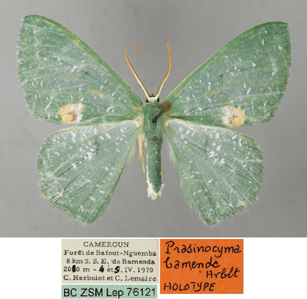 /filer/webapps/moths/media/images/B/bamenda_Prasinocyma_HT_ZSM_01.jpg