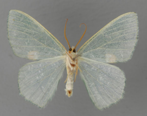 /filer/webapps/moths/media/images/B/bamenda_Prasinocyma_HT_ZSM_02.jpg