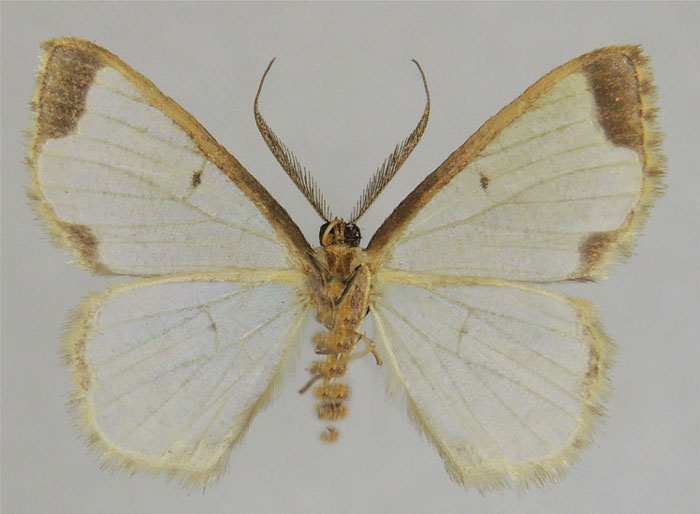 /filer/webapps/moths/media/images/B/bamenda_Zamarada_HT_ZSMb.jpg