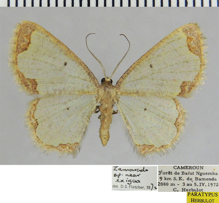 /filer/webapps/moths/media/images/B/bamenda_Zamarada_PTF_ZSM.jpg