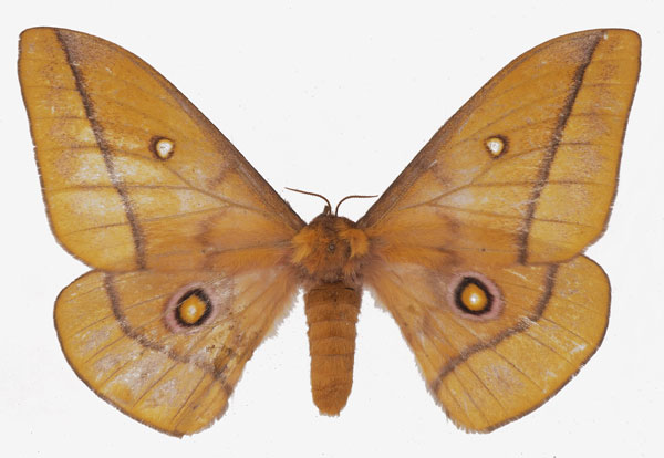 /filer/webapps/moths/media/images/B/bamendana_Gonimbrasia_AF_Basquin.jpg