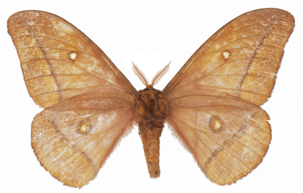 /filer/webapps/moths/media/images/B/bamendana_Gonimbrasia_AM_Basquinb.jpg